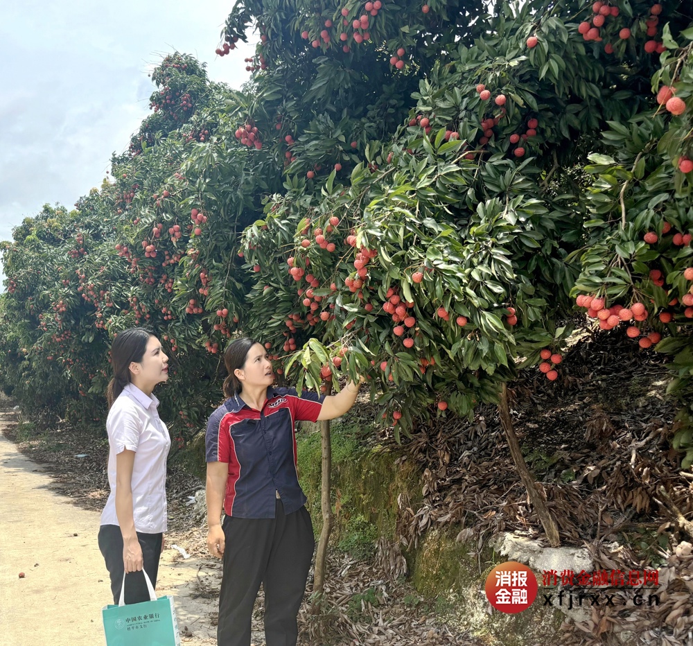 农行桂平市支行工作人员实地走访顺荔合作社的荔枝园1