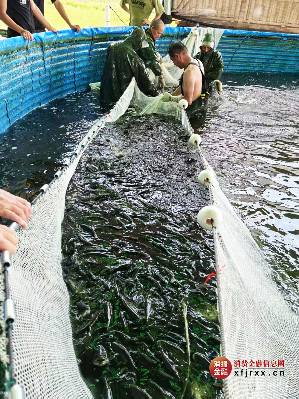 陆基养殖基地工人正在打捞首批成鱼