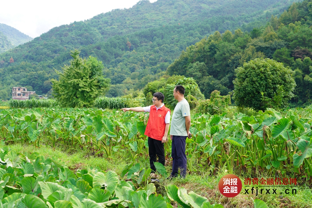 全州农合行金融专员上门对接香芋种植户资金需求